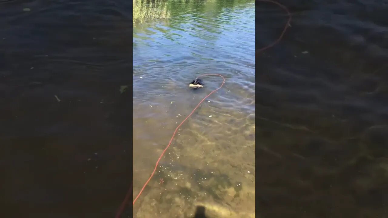 Lab Puppy First Water Retrieve #labrador #labradorretriever #puppy #fetch #duckdog