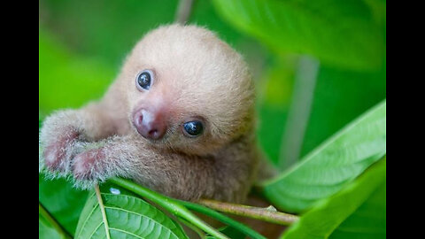 Baby Sloths Being Sloths - FUNNIEST Compilation