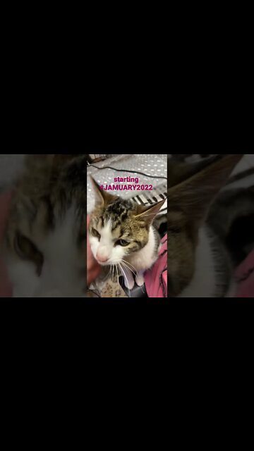 #JAMUARY2022 1st feat. Cleo the Cat