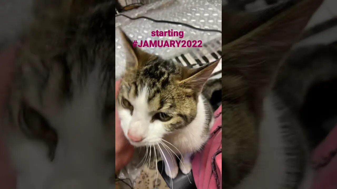 #JAMUARY2022 1st feat. Cleo the Cat