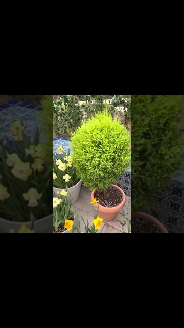 꽃 서울식물원 가든 튤립 여러가지 식물 마곡나루역 강서구