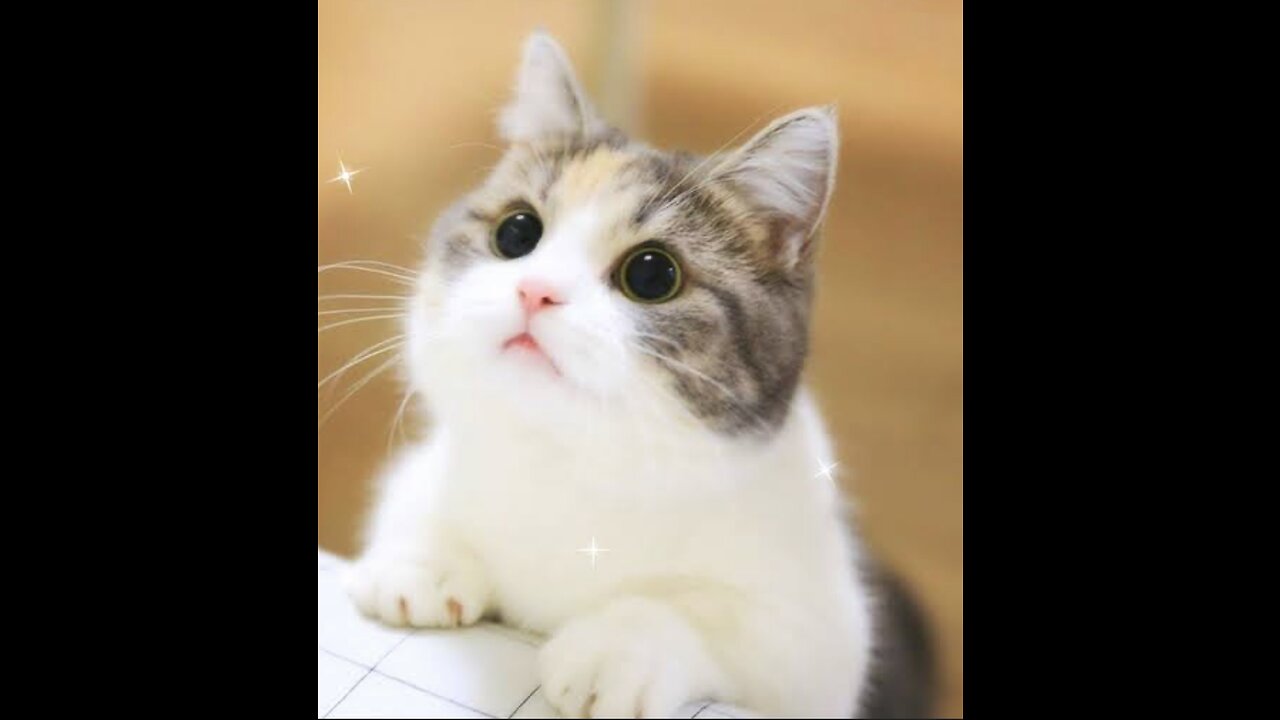 Cute and funny cat video