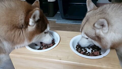 Husky Puchitan is having a nice meal.