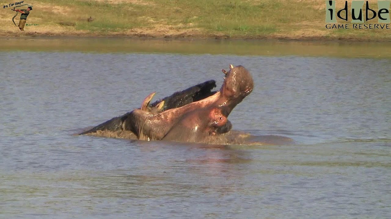 Hippo Playing With A Stick