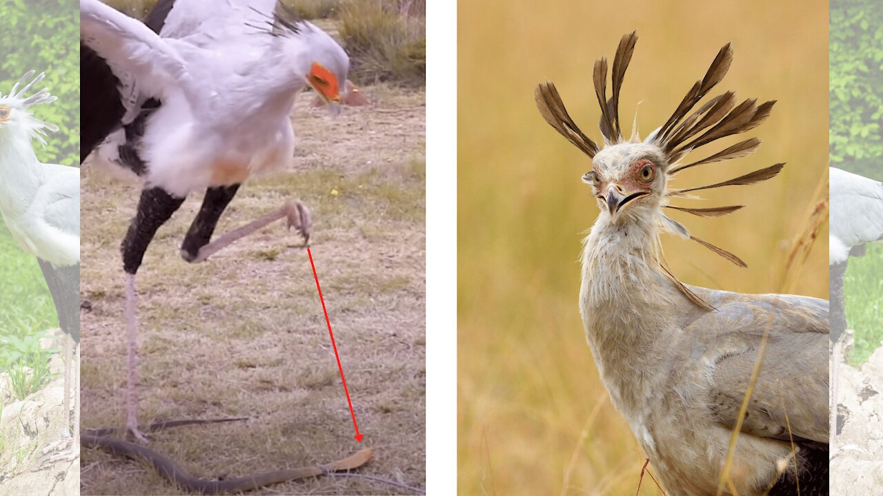 [Secretary birds] The Stomps of Secretary Birds are No Joke