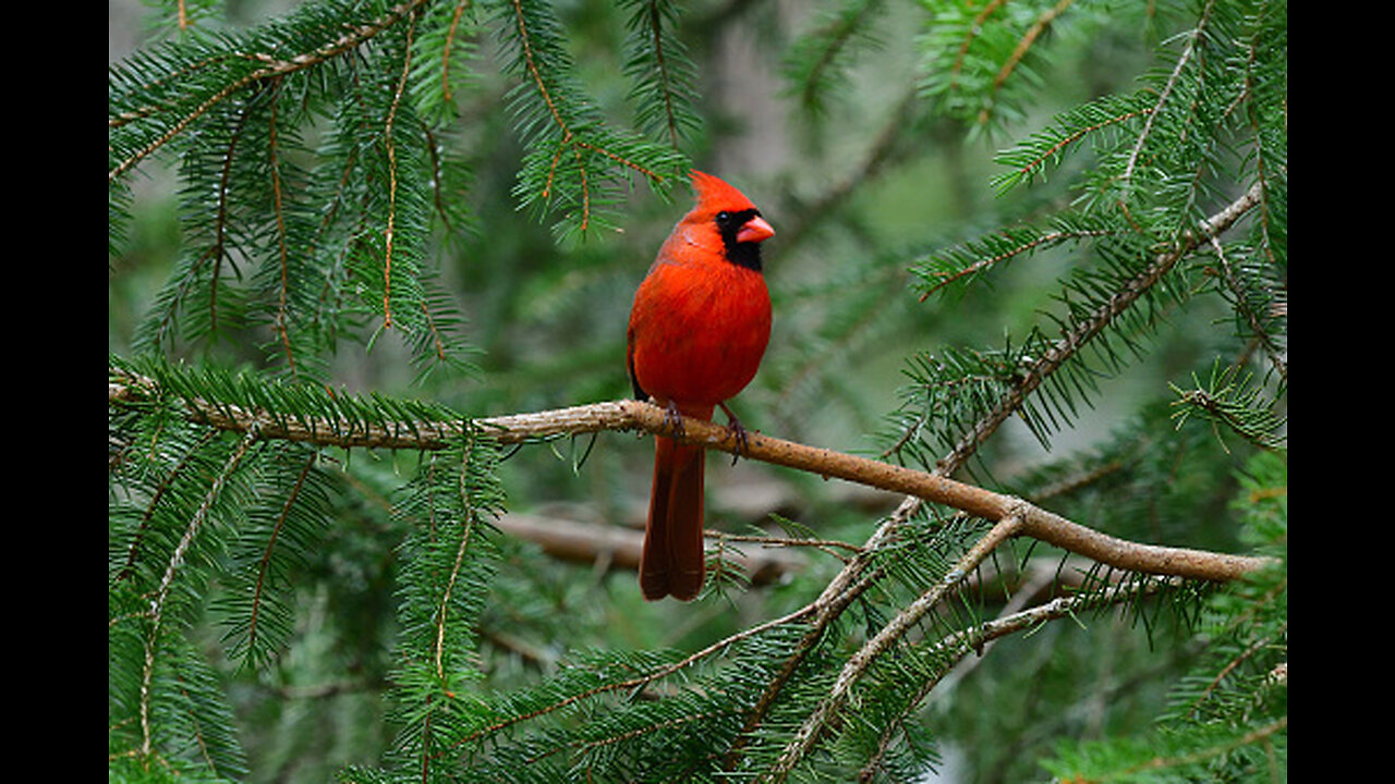 Bird's Sound ""Melodic Bird Chorus at Dawn"