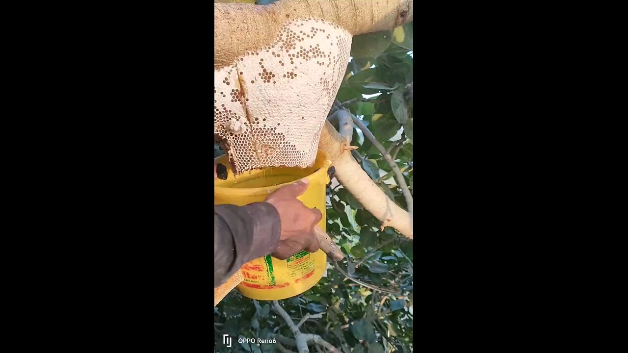 You want to eat Honey pure Honey Harvesting from beehive