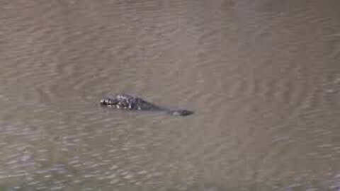 Crocodile Swimming and Sinking