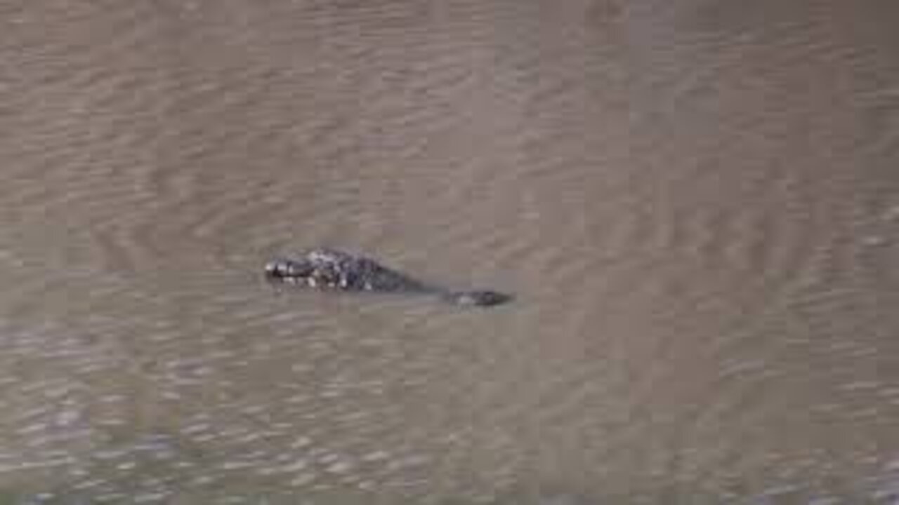 Crocodile Swimming and Sinking