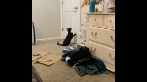 Cat tries to let her self out of the room.