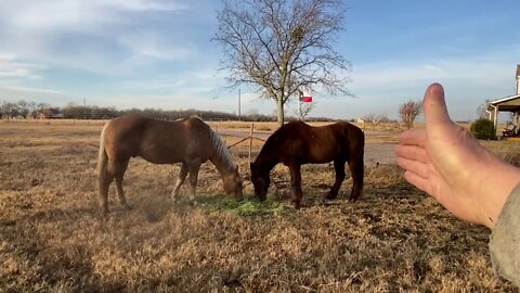 Explaining Horse Herd Behavior, Pecking Order & Hierarchy - Why I Step In To Stop Horse Fighting