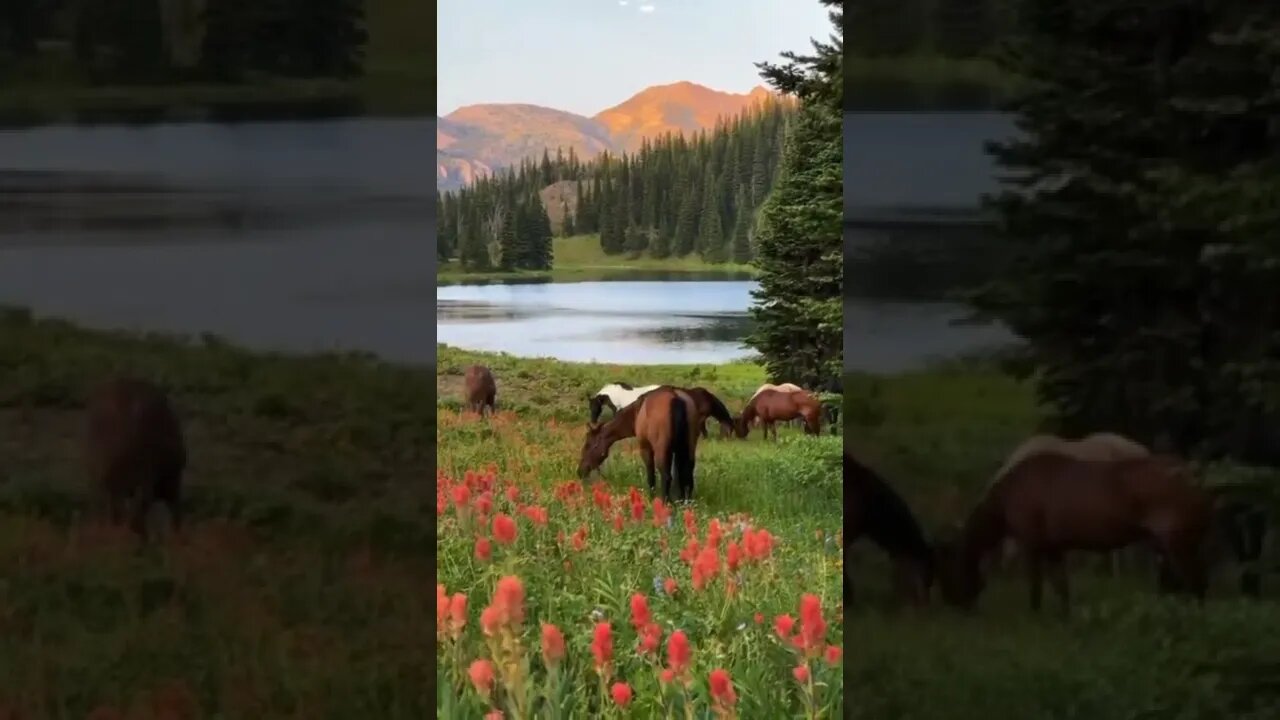 Natureza... ame sempre