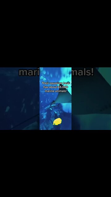 Underwater Vibes 🌊