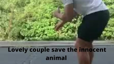 Lovely couple save the innocent animal