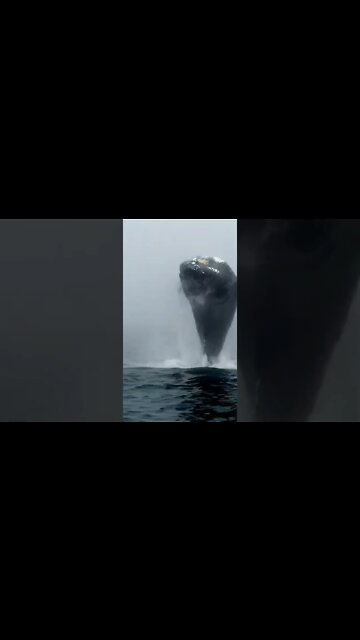 Salió del mar! Y estuvieron cerca para verlo