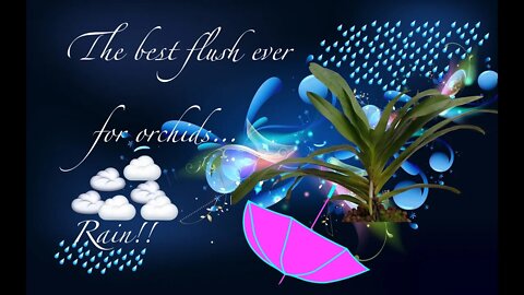 𝑶𝑹𝑪𝑯𝑰𝑫 𝑪𝑯𝑶𝑹𝑼𝑺: '𝑾𝒆'𝒓𝒆 𝒔𝒊𝒏𝒈𝒊𝒏𝒈 𝒊𝒏 𝒕𝒉𝒆 𝒓𝒂𝒊𝒏! 𝑱𝒖𝒔𝒕 𝒔𝒊𝒏𝒈𝒊𝒏𝒈 𝒊𝒏 𝒕𝒉𝒆 𝒓𝒂𝒊𝒏!! 𝑾𝒉𝒂𝒕