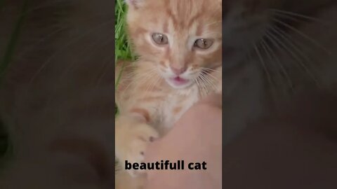 #funny #shorts #baby #cat