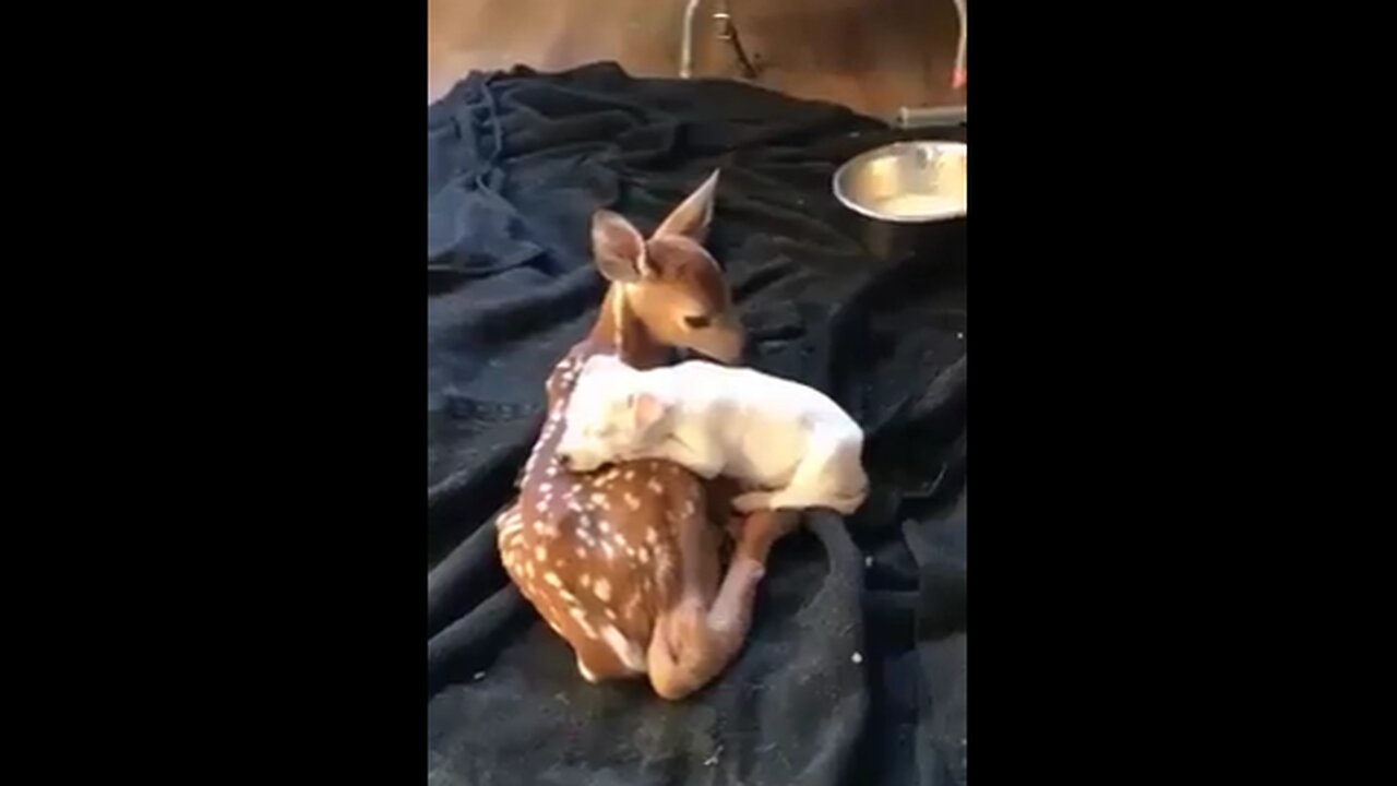 Animal Love Compilation