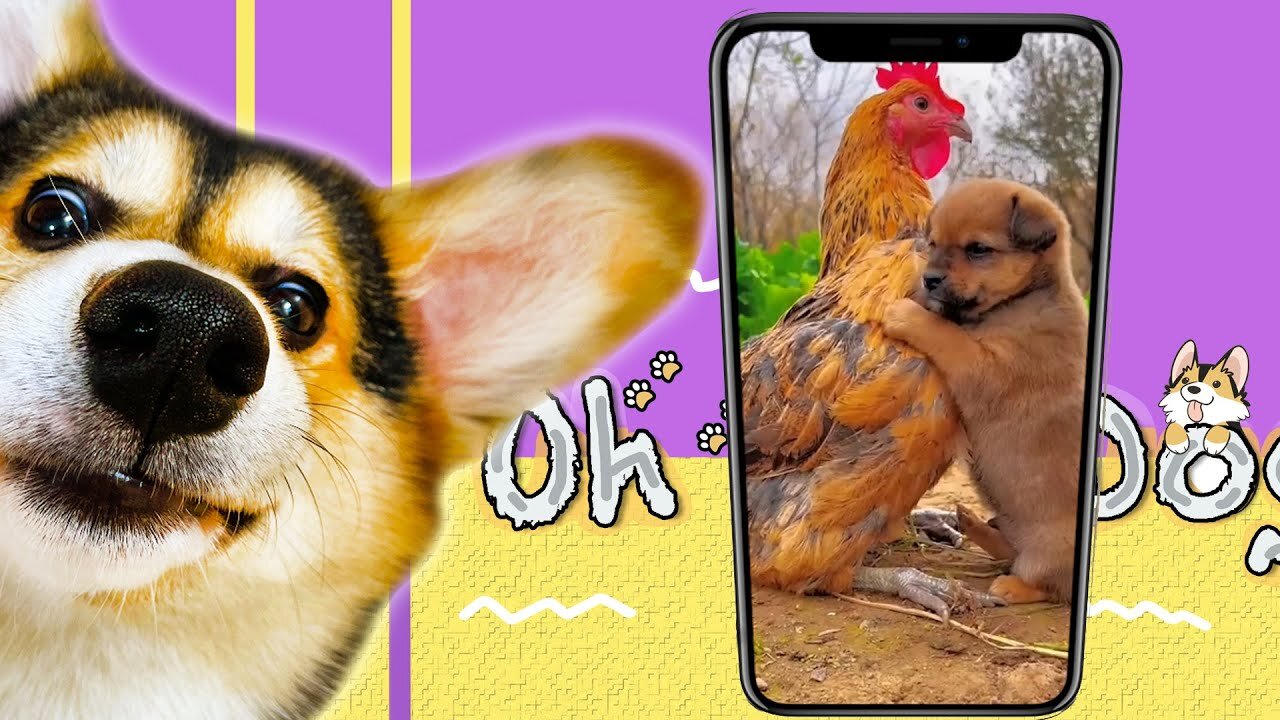 Dog Reaction to Cute and funny animals video compilation part 1