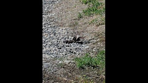 2 Starlings Fighting