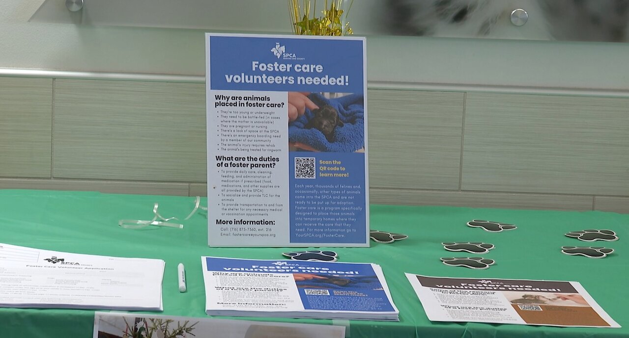 SPCA serving Erie County calling on the community as the need for foster pet homes increase
