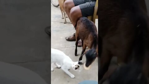 show humanity to animals∆Be kind to animal ❤️| Equal rights on earth • #shorts #animals #status