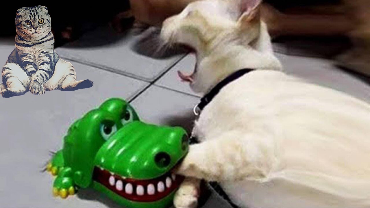 Funniest cats and dogs 🐱🐶 part 9