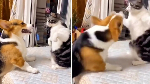 cat and dog funny fight 😂