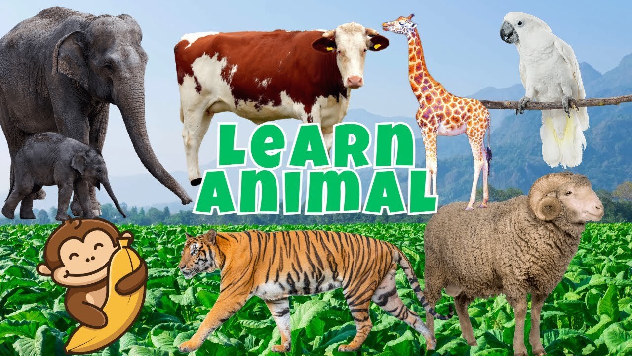 Learn Animals in Word, Monkey,Cat,Dog,Lion,Goat,Chicken, Cute Funny Animals - 1 Raccoon Noises