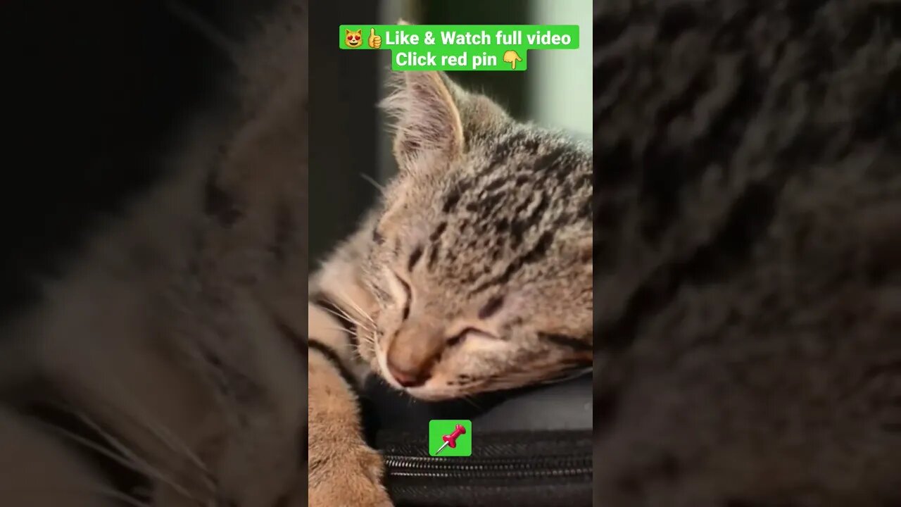 cute cat videos 😹funny videos 😂1391😻#shorts #catvideos #funnycatsvideos #cat #funny_cat #cutecat