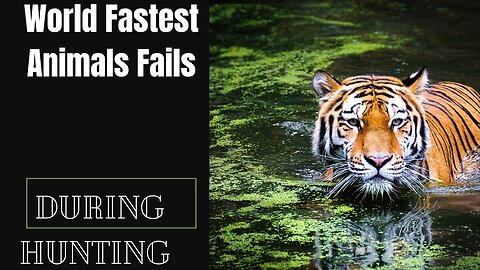 World Fastest Animals Fail During Hunting