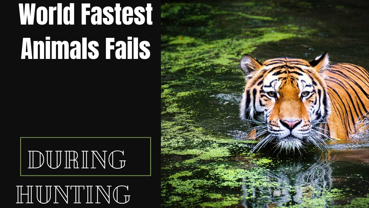 World Fastest Animals Fail During Hunting