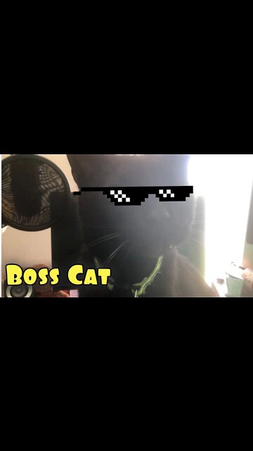 Boss Cat 🐈 Thinking he Owns Everything #Shorts