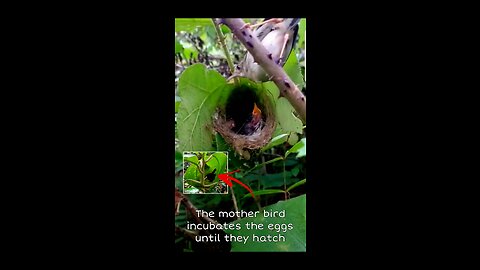 The mother bird incubates the eggs until they hatch