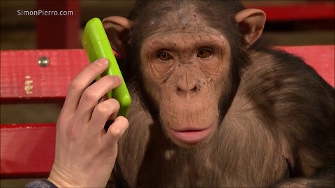 Monkeys react to magic