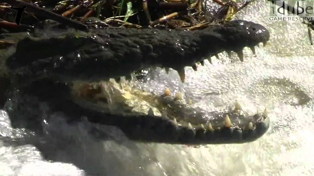 Nile Crocodile