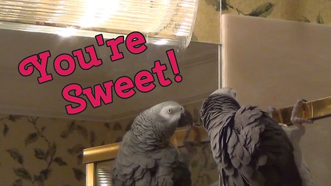 Einstein the Parrot is smitten with himself