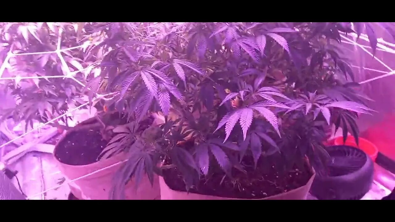 Growing Cannabis Week 11 Day 2 @NativeSunGenetics @DiabloNutrients @420