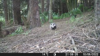 Crazy badger..!