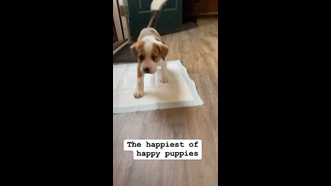 Happy Dog