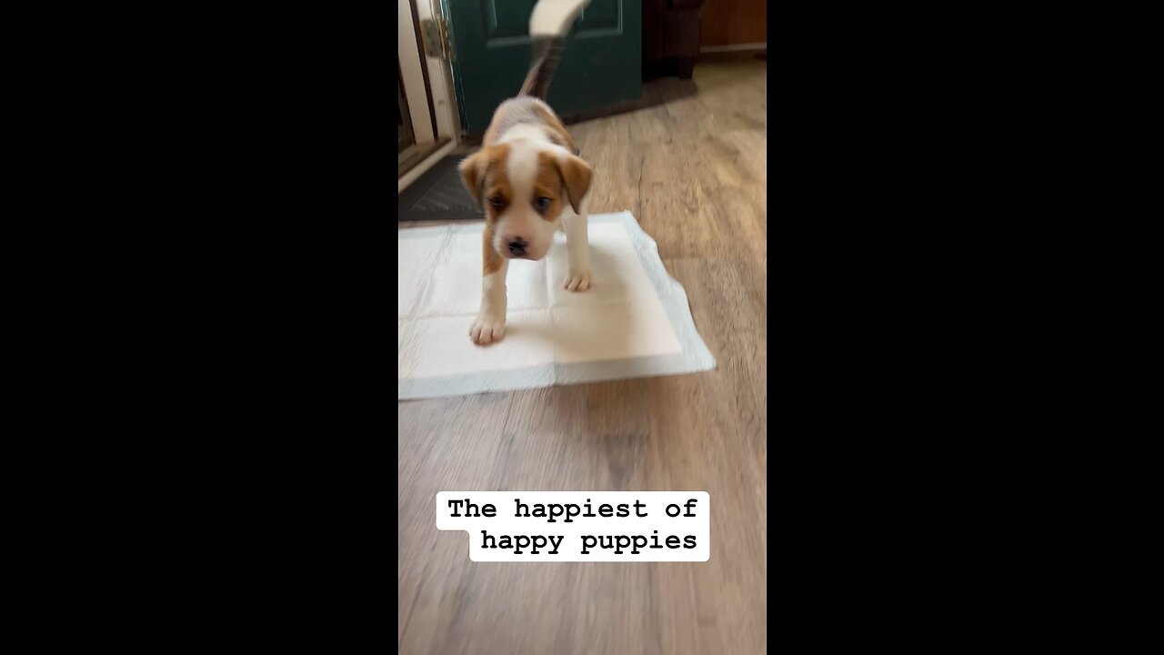 Happy Dog
