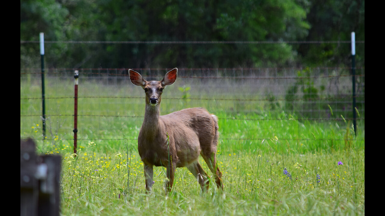 Black-tailed Deer Eating