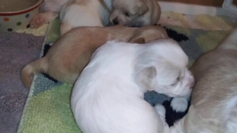E Litter 10/13/19(3)