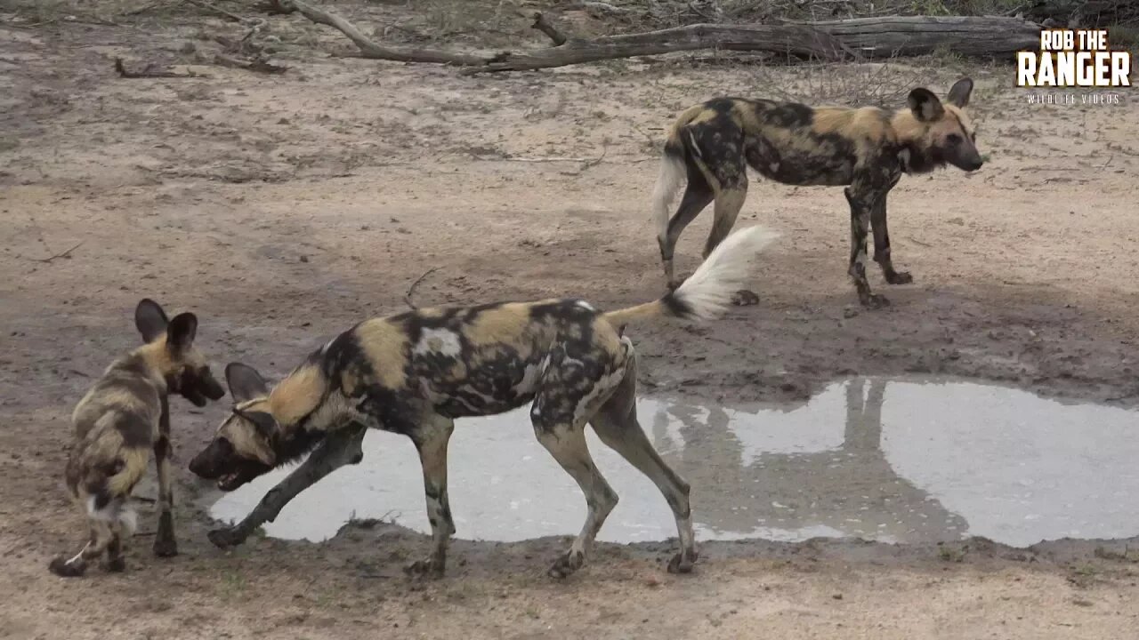 African Wild Dogs Jump, Drink, And Play In A Muddy Puddle Of Water