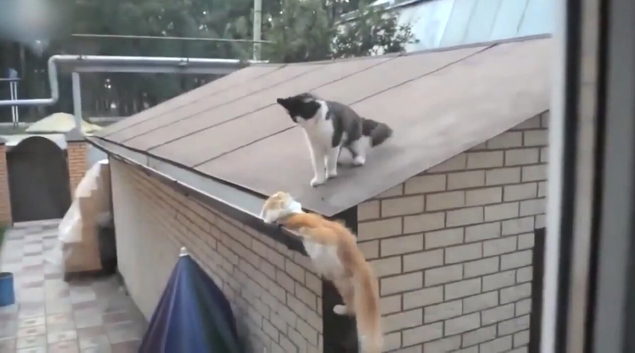 Jumping cats compilation