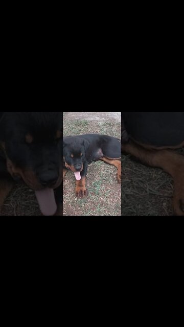 Rottweiler - Lil' Eddie A Bit Of A Grump. You Might Be Too, If Your Paws Were This Big!