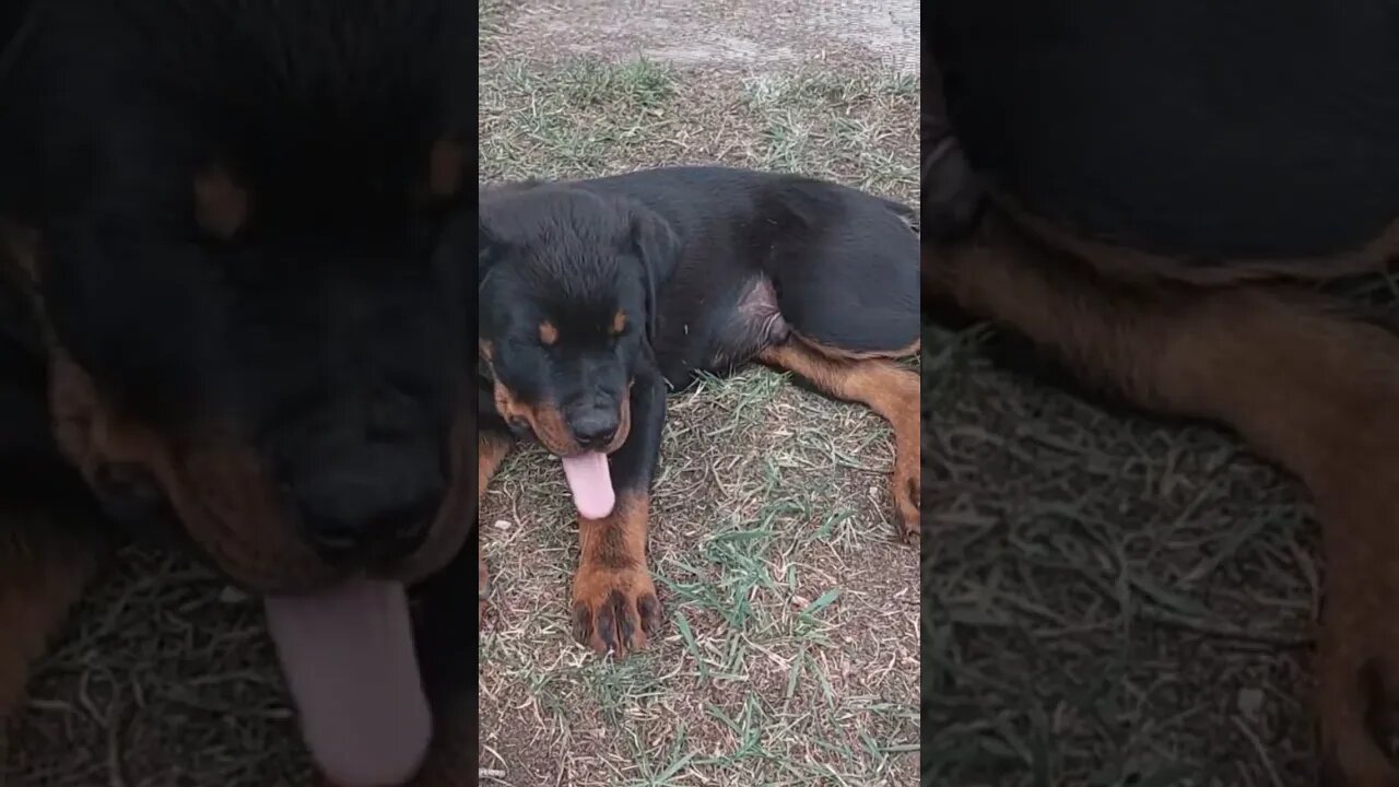 Rottweiler - Lil' Eddie A Bit Of A Grump. You Might Be Too, If Your Paws Were This Big!