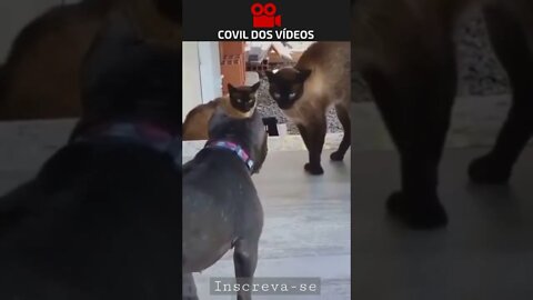 O DUELO 😂😂😂 #shorts