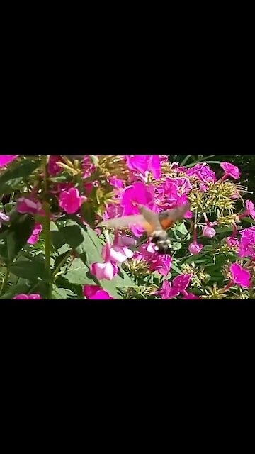 Hummingbird or butterfly