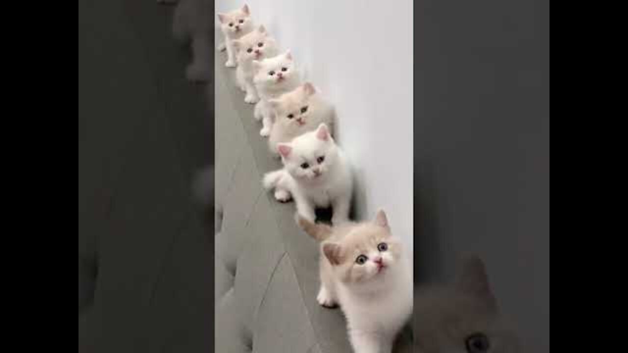 Watch these Cat Videos to Make You Smile! Cute and Funny Cats